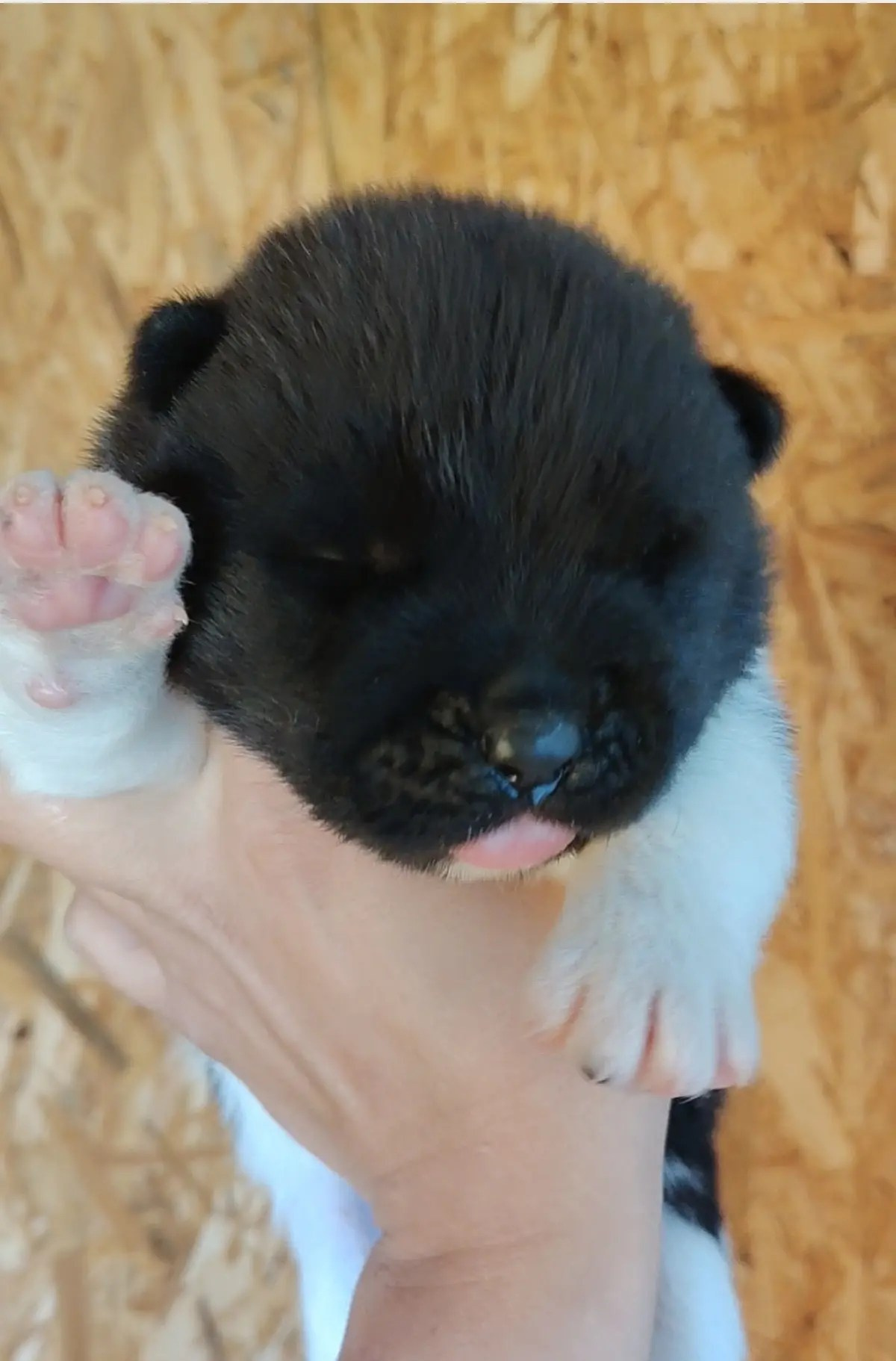 Rubylight Ul'yana. AMERICAN AKITA RUBYLIGHT KENNEL I SHIBA-INU