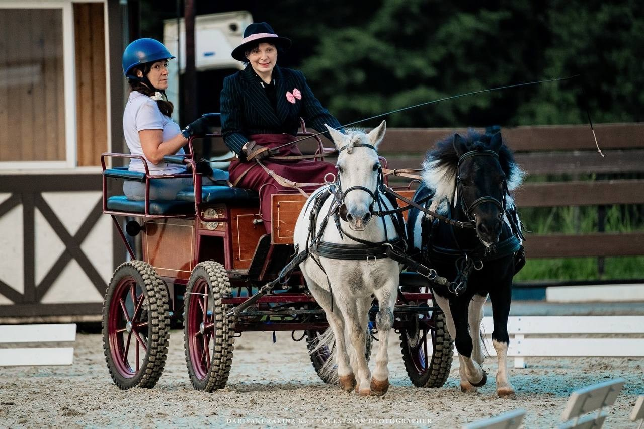 Чемпионат по ДРАЙВИНГУ. Куракина Дарья • Конный фотограф