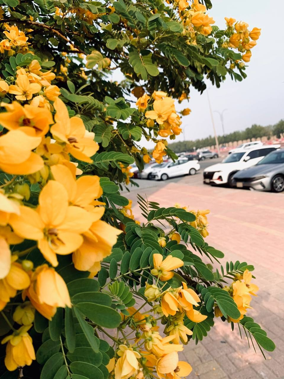 Эль-Джубайль. СА. 2025. Фотограф Михаил Олейник