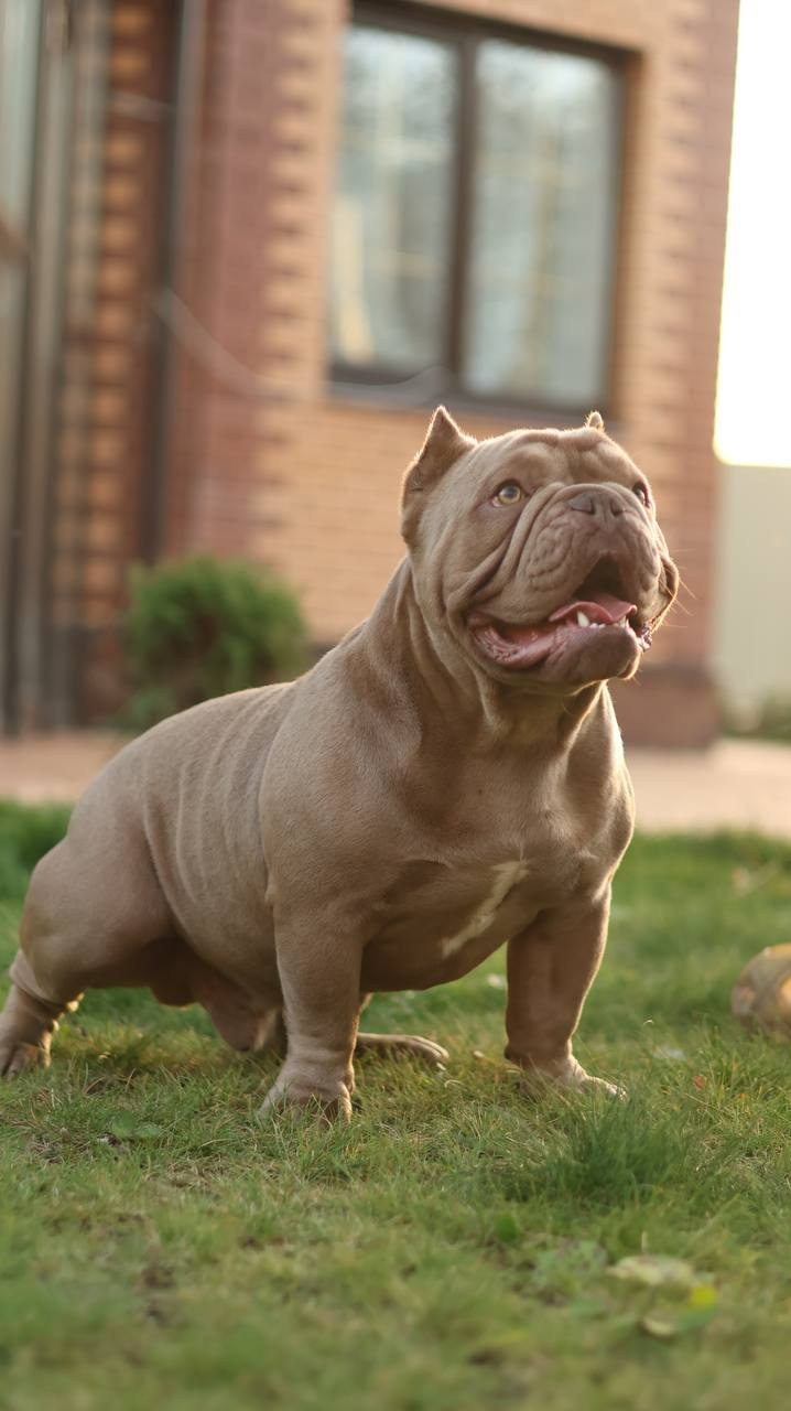 Купить Французского Бульдога Хабаровск, Купить щенка Французского бульдога Хабаровск, Питомник Французских Бульдогов Хабаровск,  Питомник Французский Бульдог Хабаровск, 