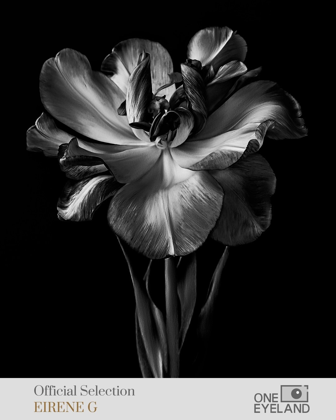 ONEEYELAND GALLERY. Eirene G |  Photoartist | Flowers from my garden