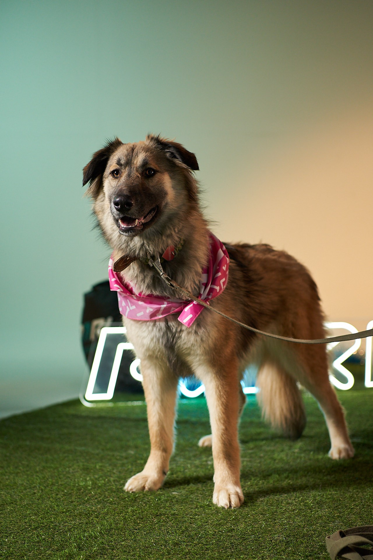 Проект «Андердоги» для коллаборации Фонда «Рэй», Sports.ru, Пари. Фотограф анималист Москва Дарья