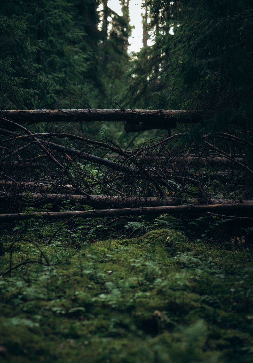 Природные пейзажи. Наталия Клевинскас портретный фотограф в Костроме