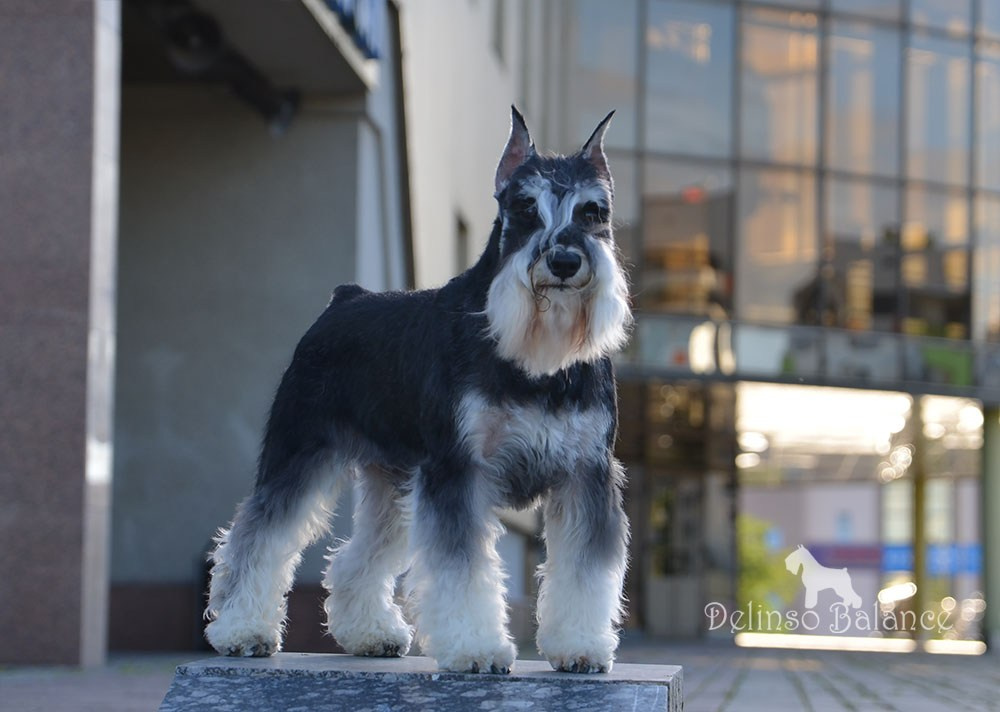 Арчи/Delinso Balance Archibald. Питомник цвергшнауцеров в Беларуси «Делинсо Бэлэнс»
