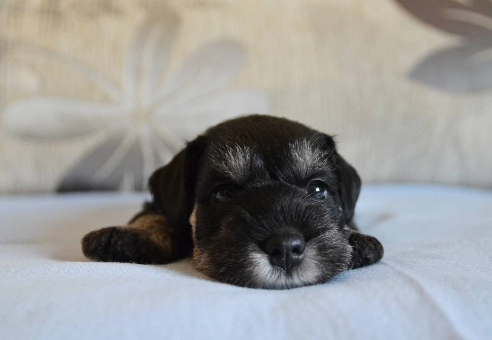 Litter — «SH» 25.02.2025. Питомник цвергшнауцеров в Беларуси «Делинсо Бэлэнс»