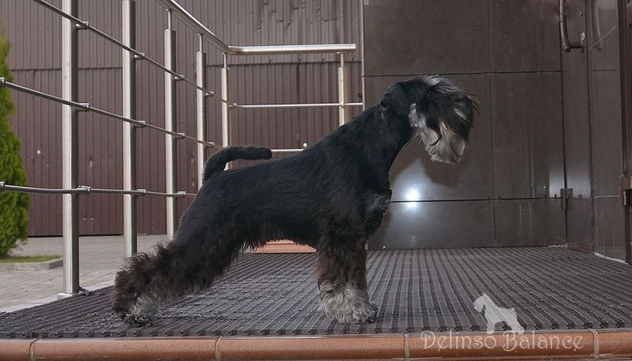 Питомник Делинсо Бэлэнс, щенки цвергшнауцера, купить щенка цвергшнауцера, питомник цвергшнауцеров, кобель цвергшнауцера для вязки, щенок цвергшнауцера, питомник цвергшнауцеров, черный с серебром, цверг, лучший питомник в беларуси