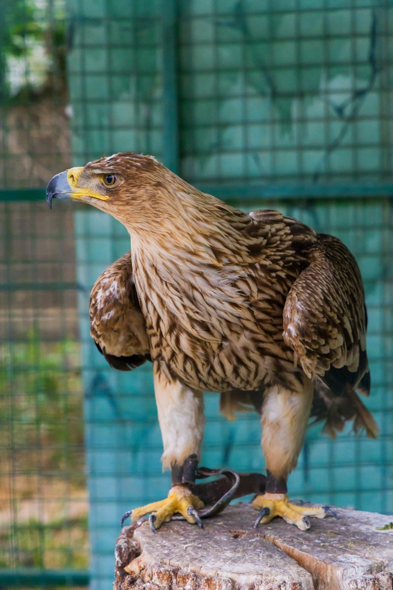 Птицы. Photomantis