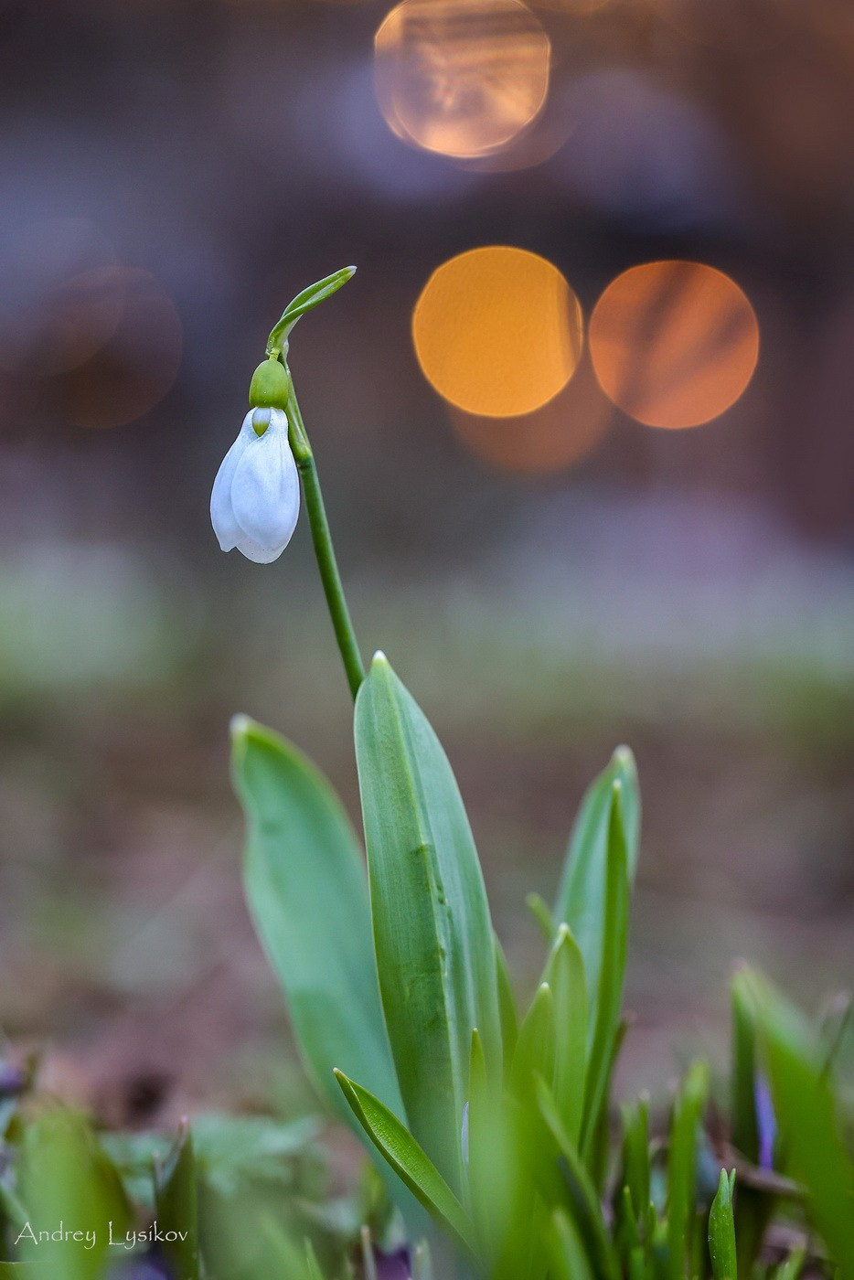 Цветы. Ландшафтный фотограф Андрей Лысиков, Москва