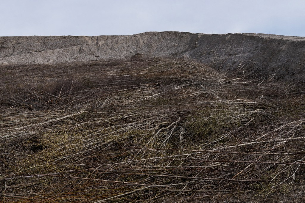 The city of white birches. Vita Stroganova