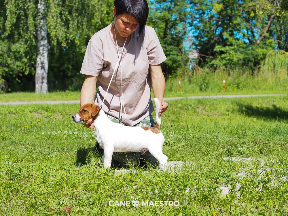 Мальчик 1 галерея. CANE MAESTRO — kennel Jack Russell Terrier