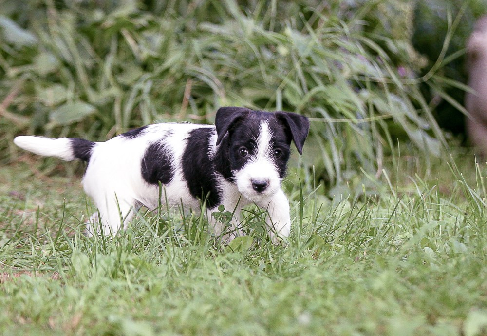 CANE MAESTRO ROLEX. CANE MAESTRO — kennel Jack Russell Terrier