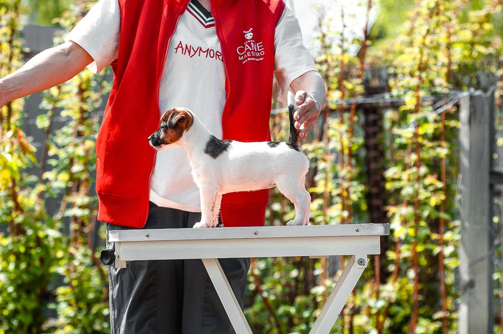 Девочка3галерея. CANE MAESTRO — kennel Jack Russell Terrier