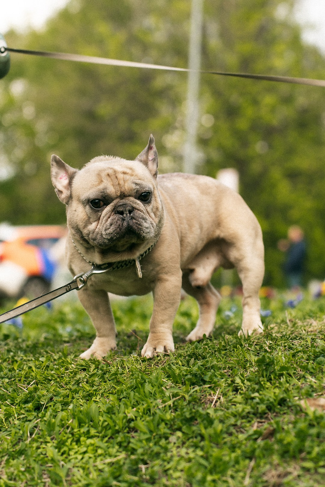 Парад Бульдогов. Axenov_eugene