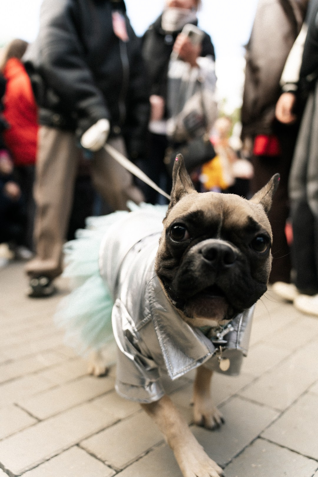 Парад Бульдогов. Axenov_eugene