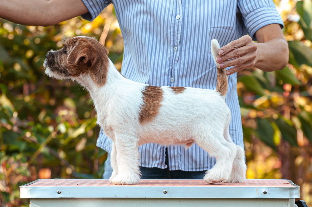 CANE MAESTRO SQUIRE. CANE MAESTRO — kennel Jack Russell Terrier