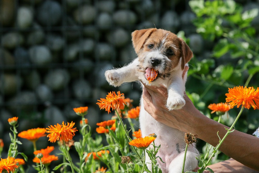 Джек рассел терьер купить.
