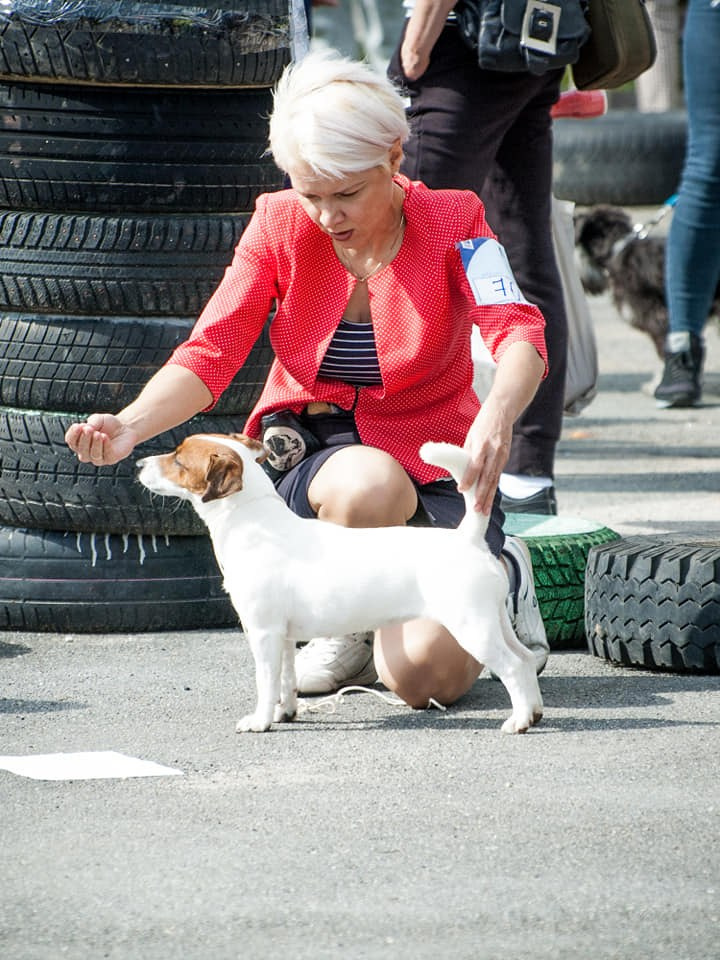 UNIKA LARKY ONLINE. КАНЕ МАЭСТРО — питомник Джек рассел терьеров