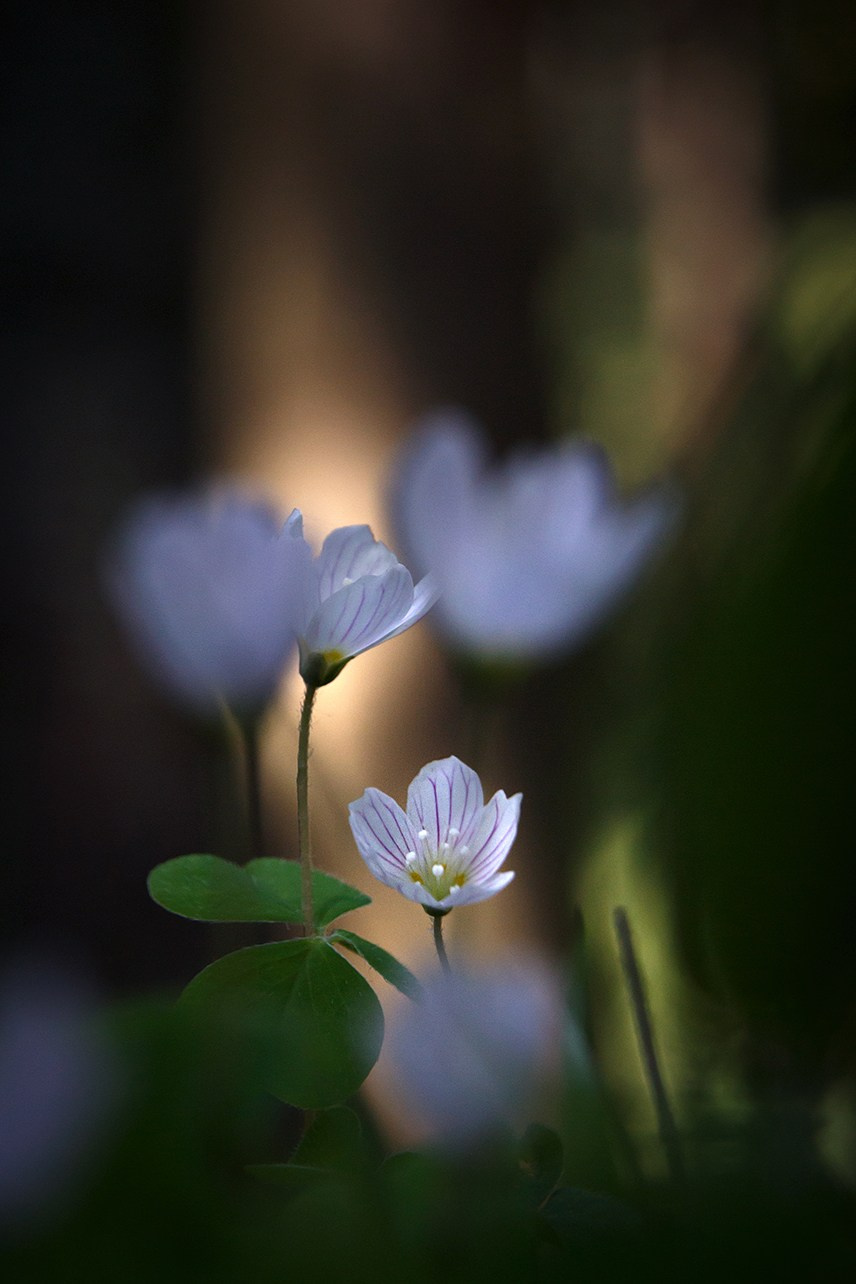 Весна. Катя Цвет