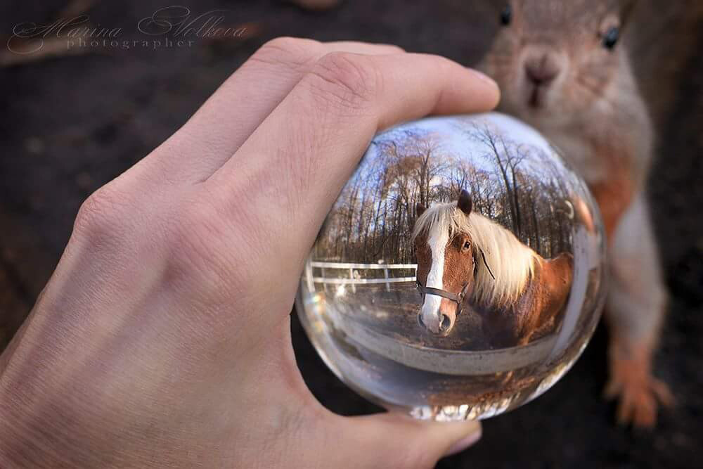 Животные. Ваш личный фотограф Марина Волкова