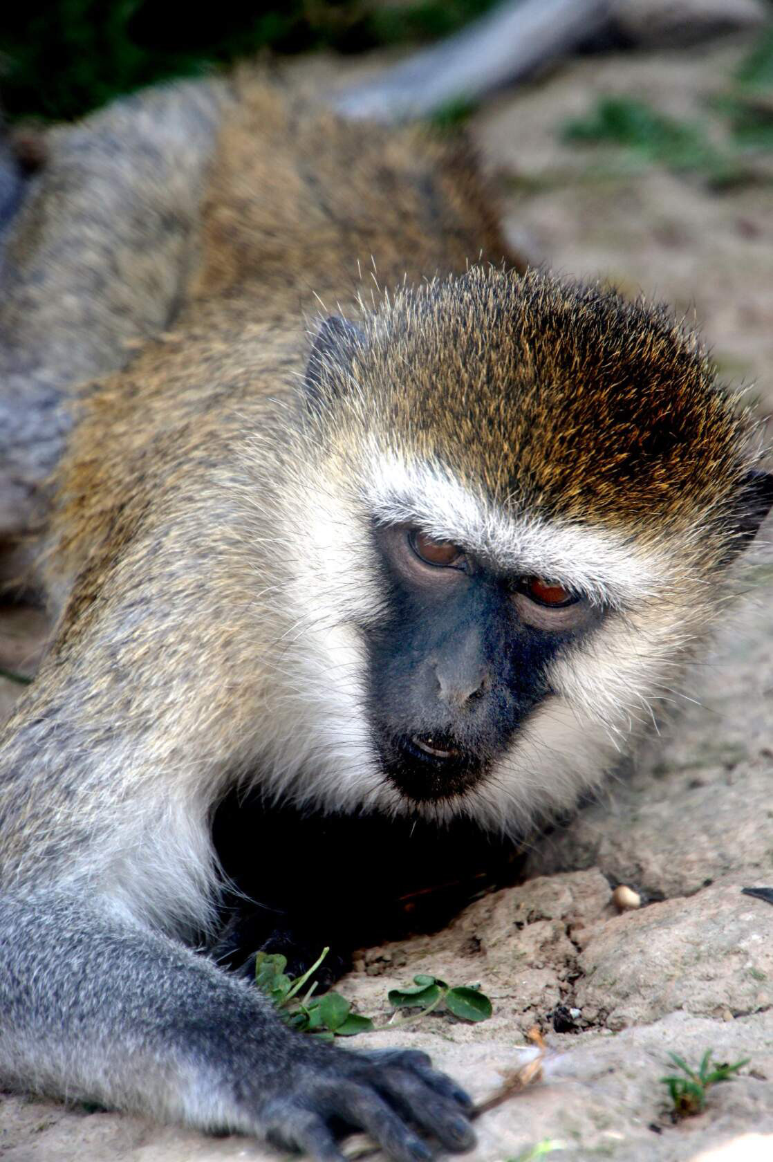 Животные. Ваш личный фотограф Марина Волкова