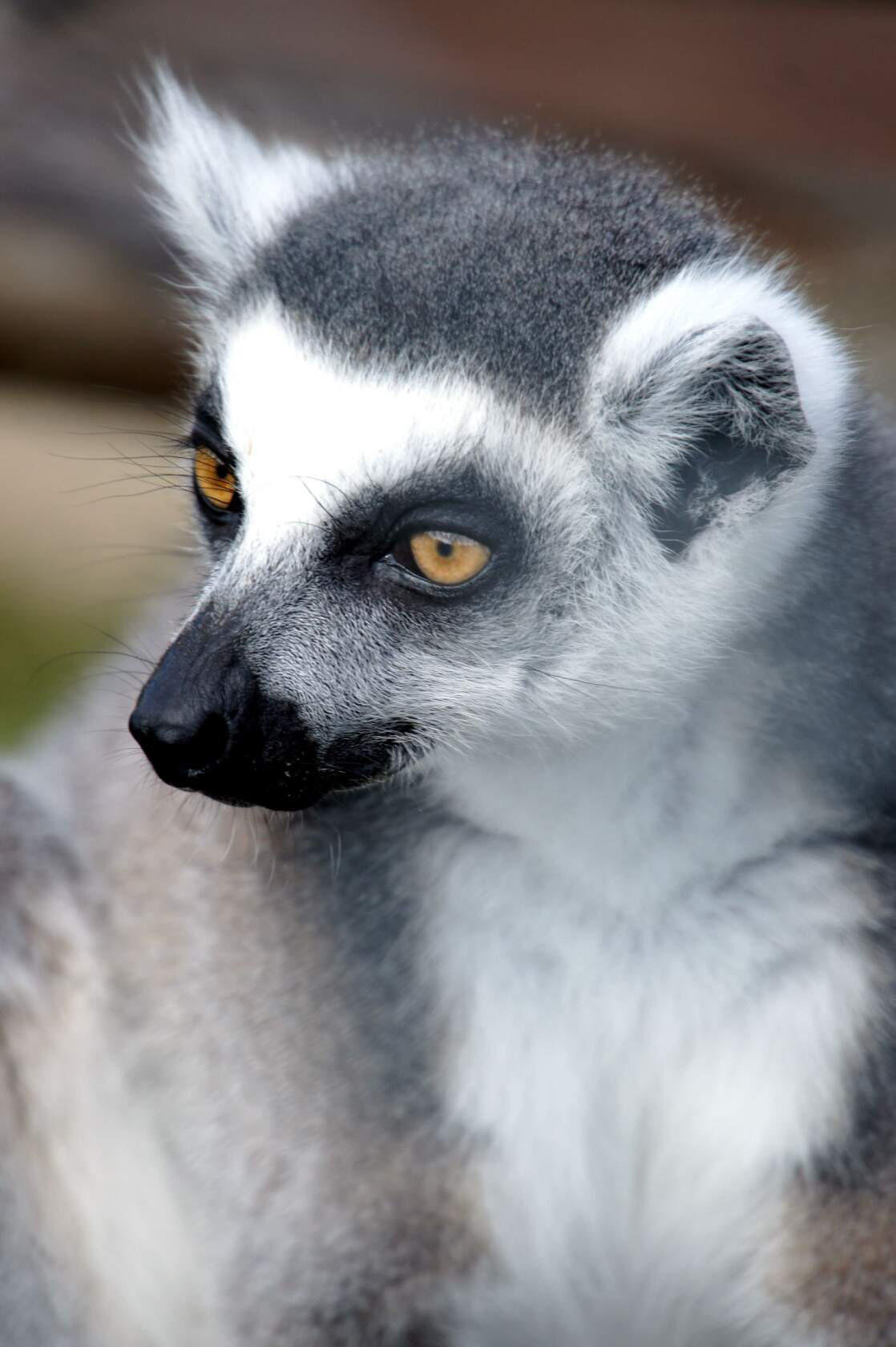 Животные. Ваш личный фотограф Марина Волкова