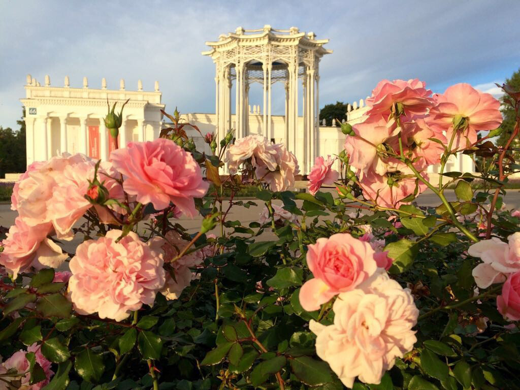 Цветы. Ваш личный фотограф Марина Волкова