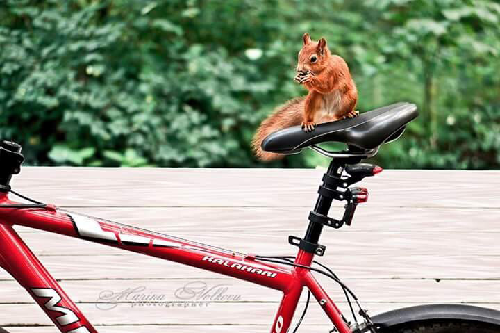 Животные. Ваш личный фотограф Марина Волкова