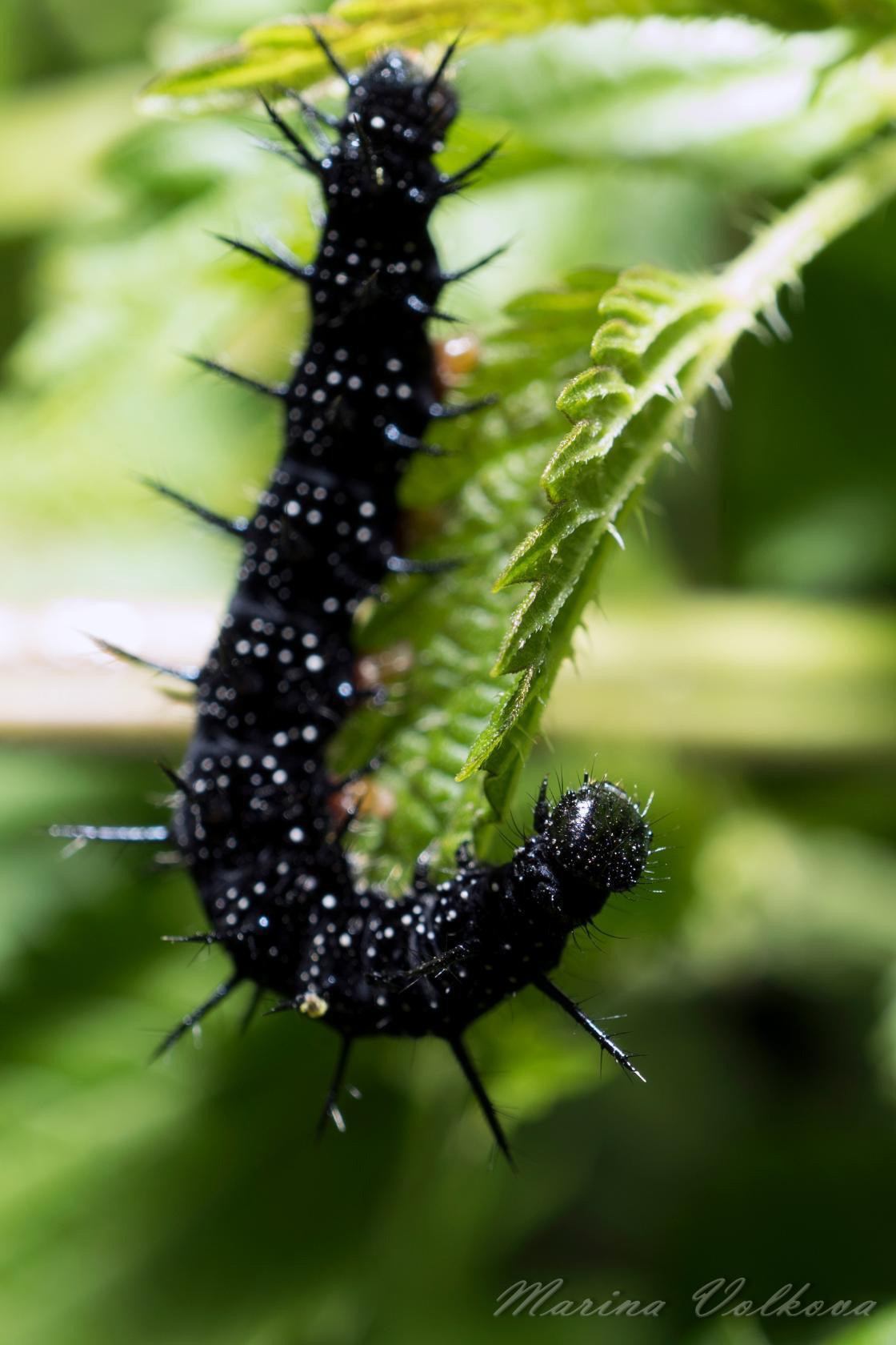 Макросъёмка. Ваш личный фотограф Марина Волкова