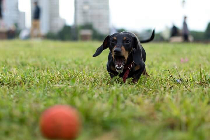 Животные. Ваш личный фотограф Марина Волкова