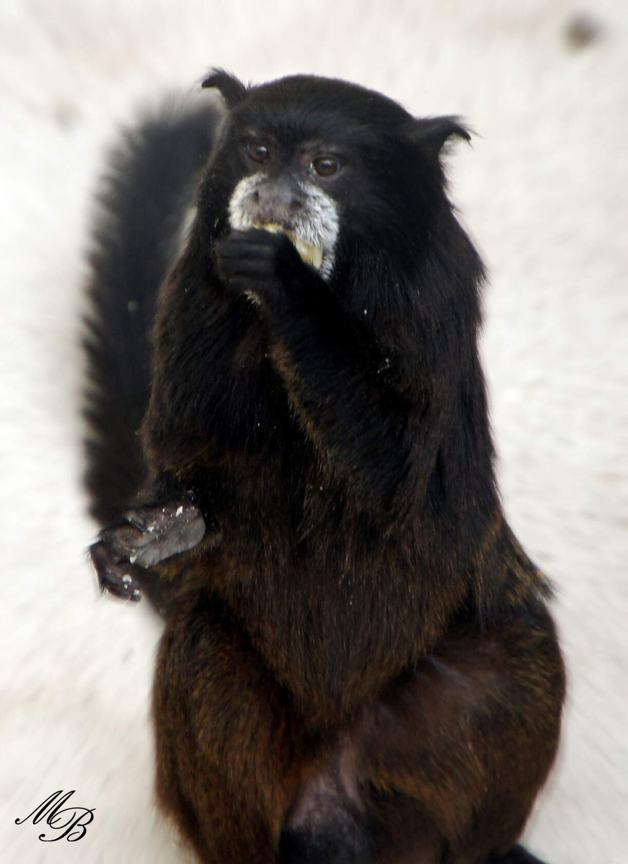 Животные. Ваш личный фотограф Марина Волкова