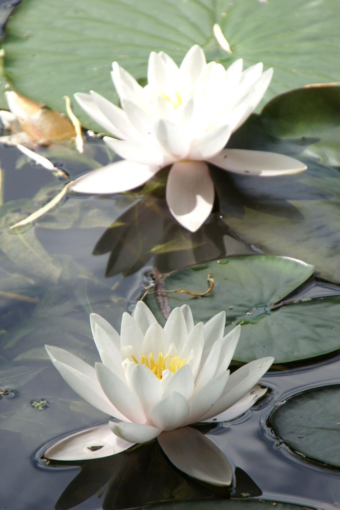 Цветы. Ваш личный фотограф Марина Волкова