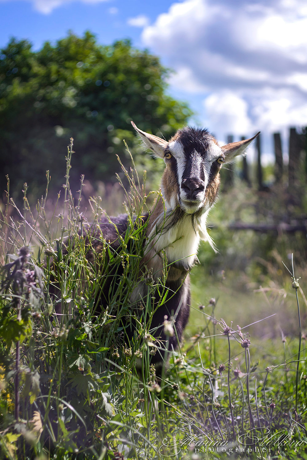 Животные. Ваш личный фотограф Марина Волкова