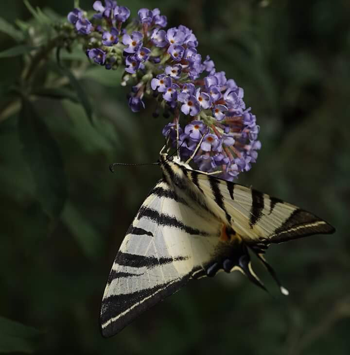 Макросъёмка. Ваш личный фотограф Марина Волкова