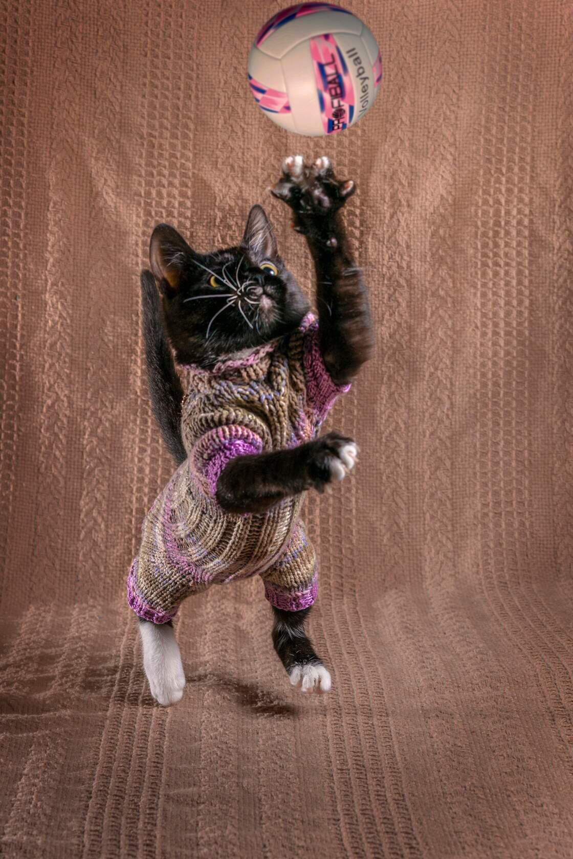 Животные. Ваш личный фотограф Марина Волкова