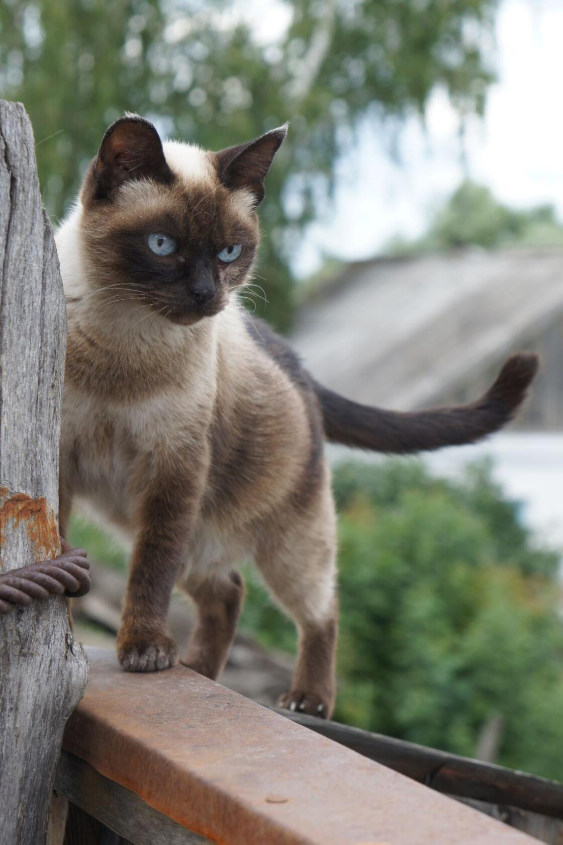 Животные. Ваш личный фотограф Марина Волкова