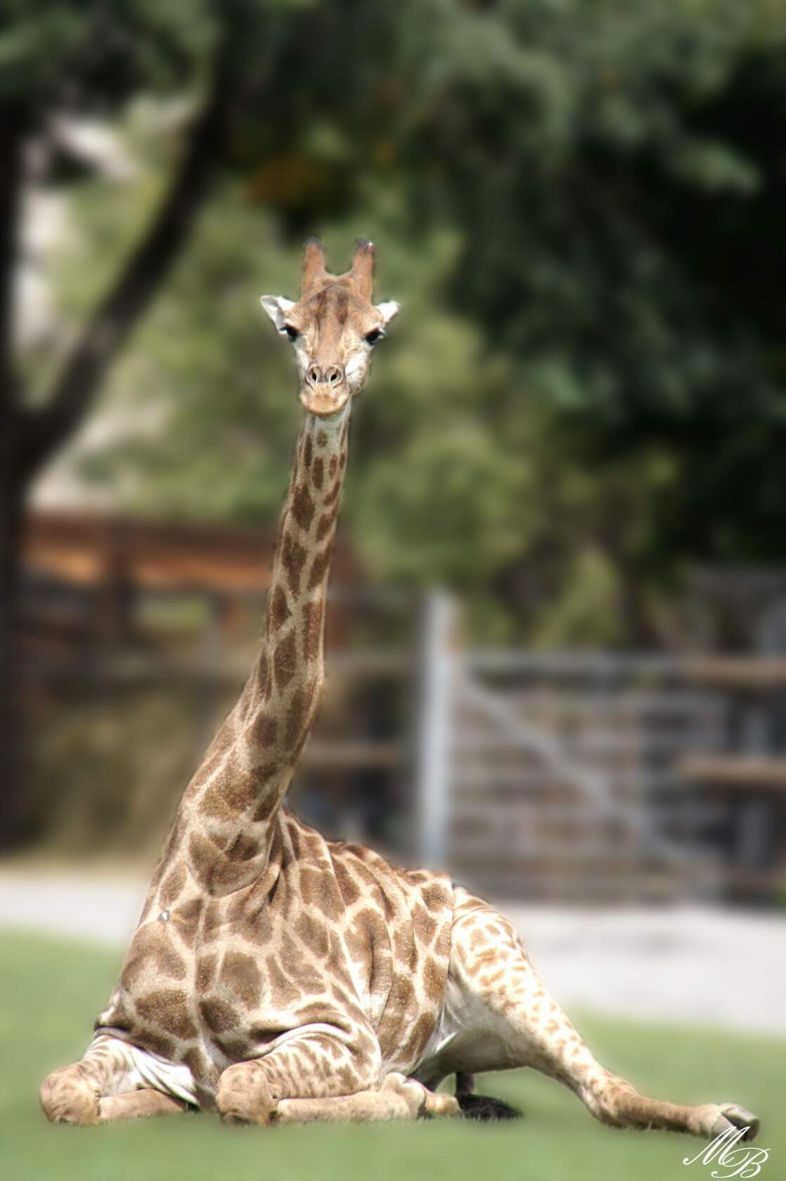 Животные. Ваш личный фотограф Марина Волкова