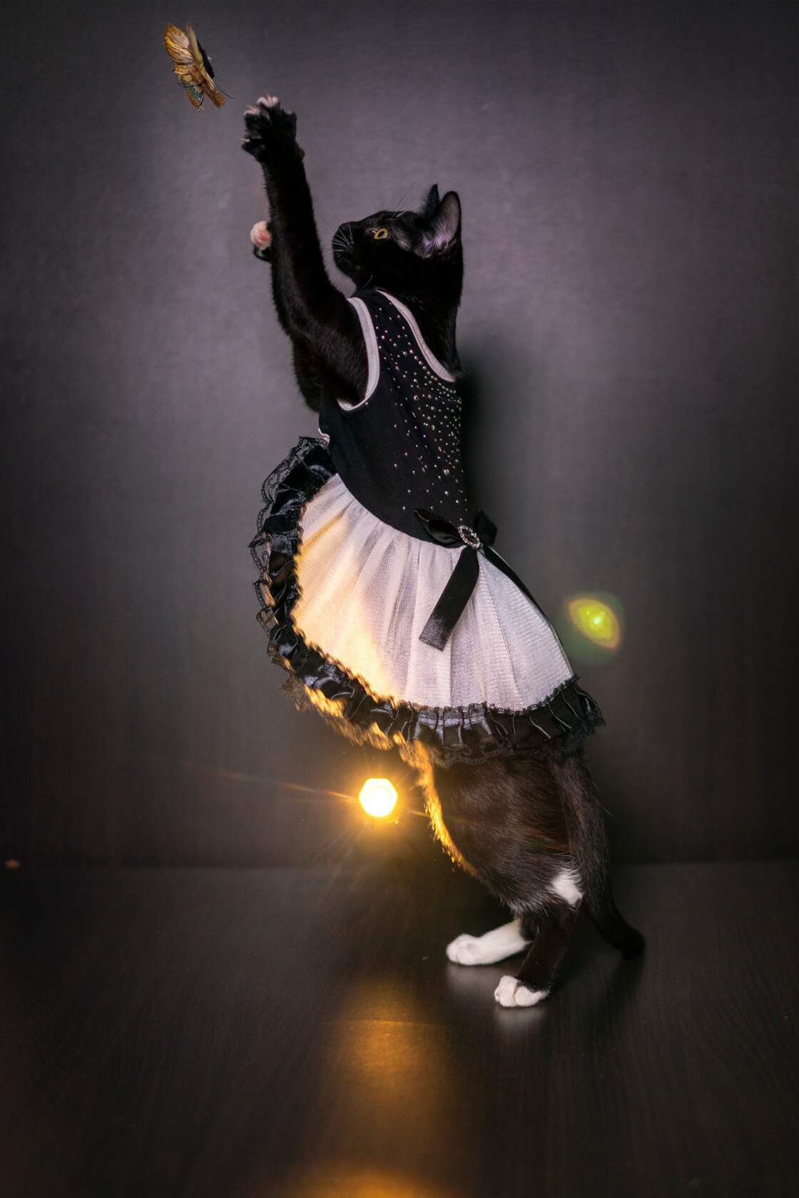 Животные. Ваш личный фотограф Марина Волкова