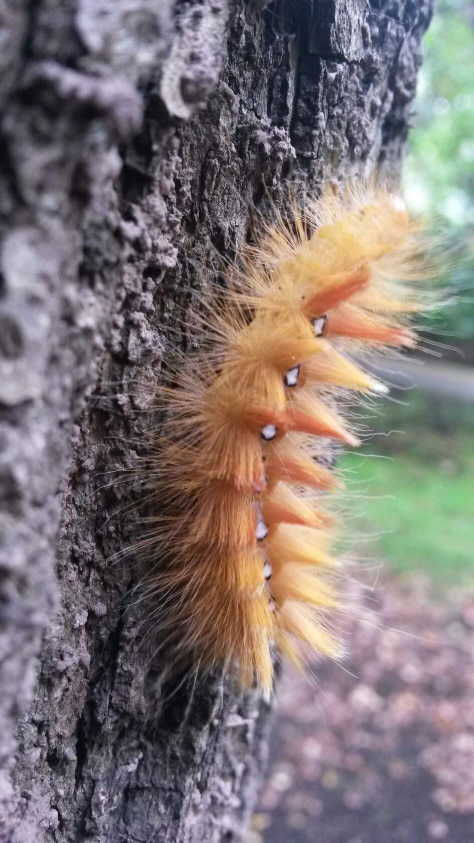 Макросъёмка. Ваш личный фотограф Марина Волкова