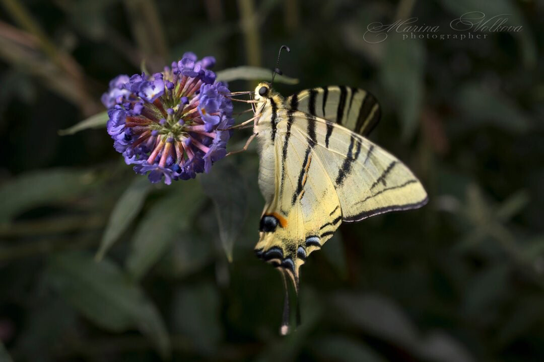 Макросъёмка. Ваш личный фотограф Марина Волкова