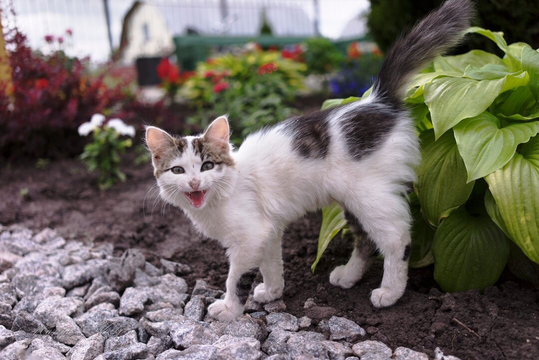 Животные. Ваш личный фотограф Марина Волкова