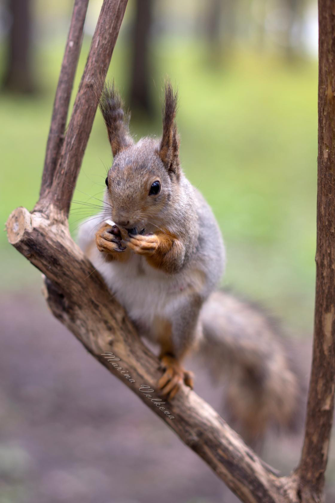Животные. Ваш личный фотограф Марина Волкова