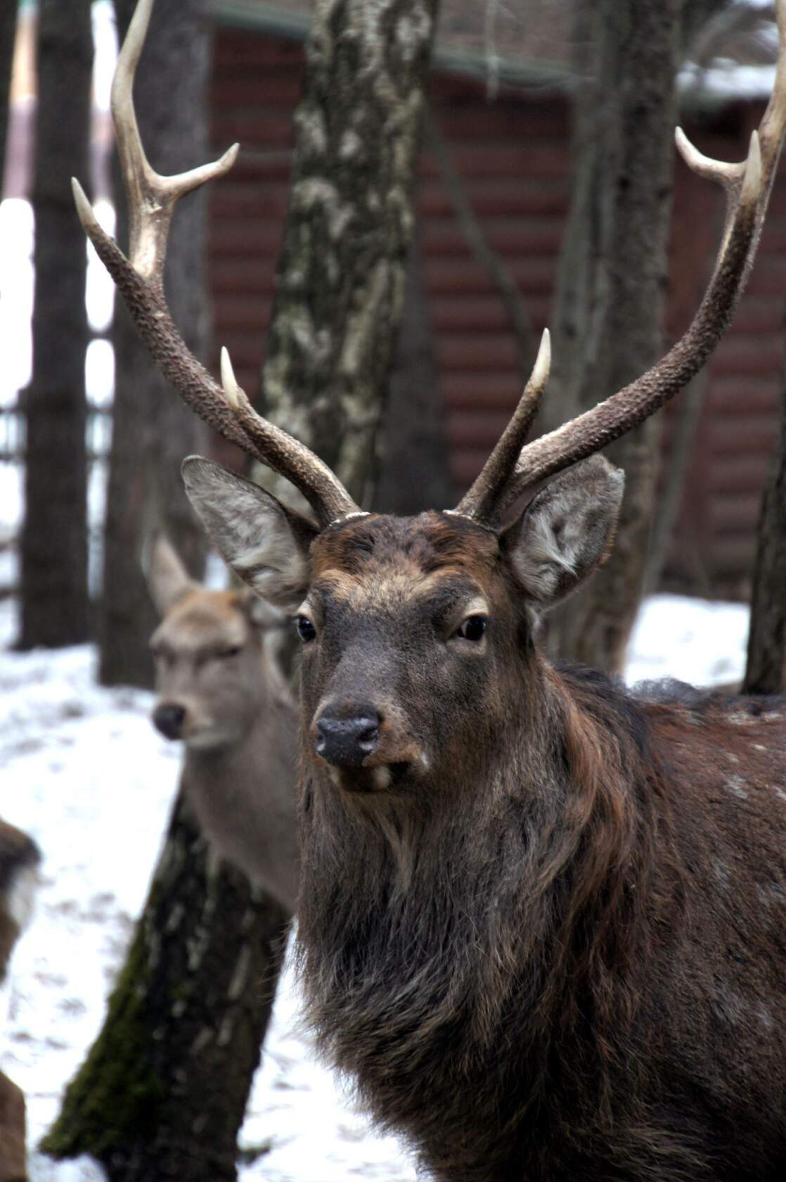Животные. Ваш личный фотограф Марина Волкова