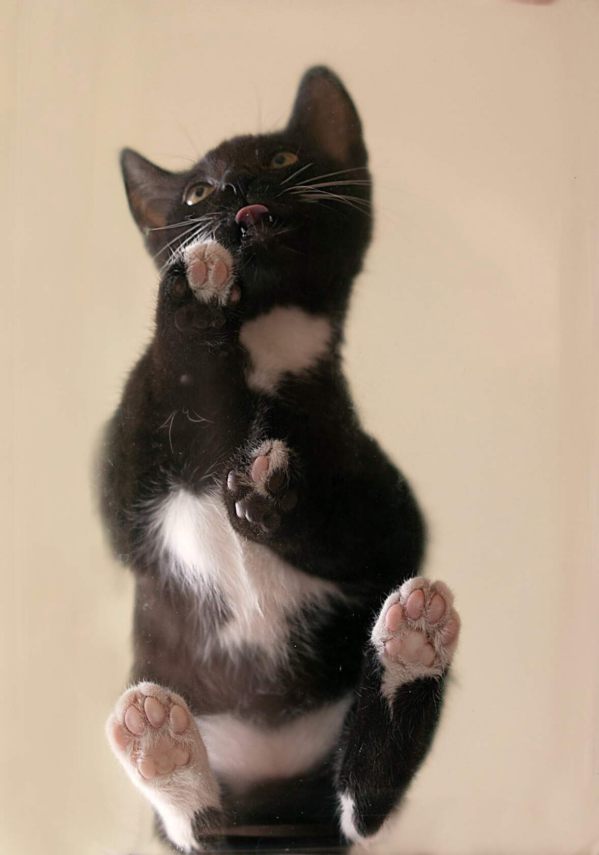 Животные. Ваш личный фотограф Марина Волкова