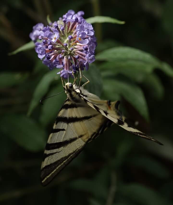 Макросъёмка. Ваш личный фотограф Марина Волкова