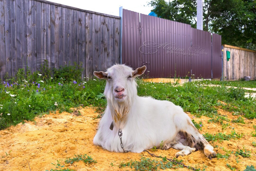 Животные. Ваш личный фотограф Марина Волкова