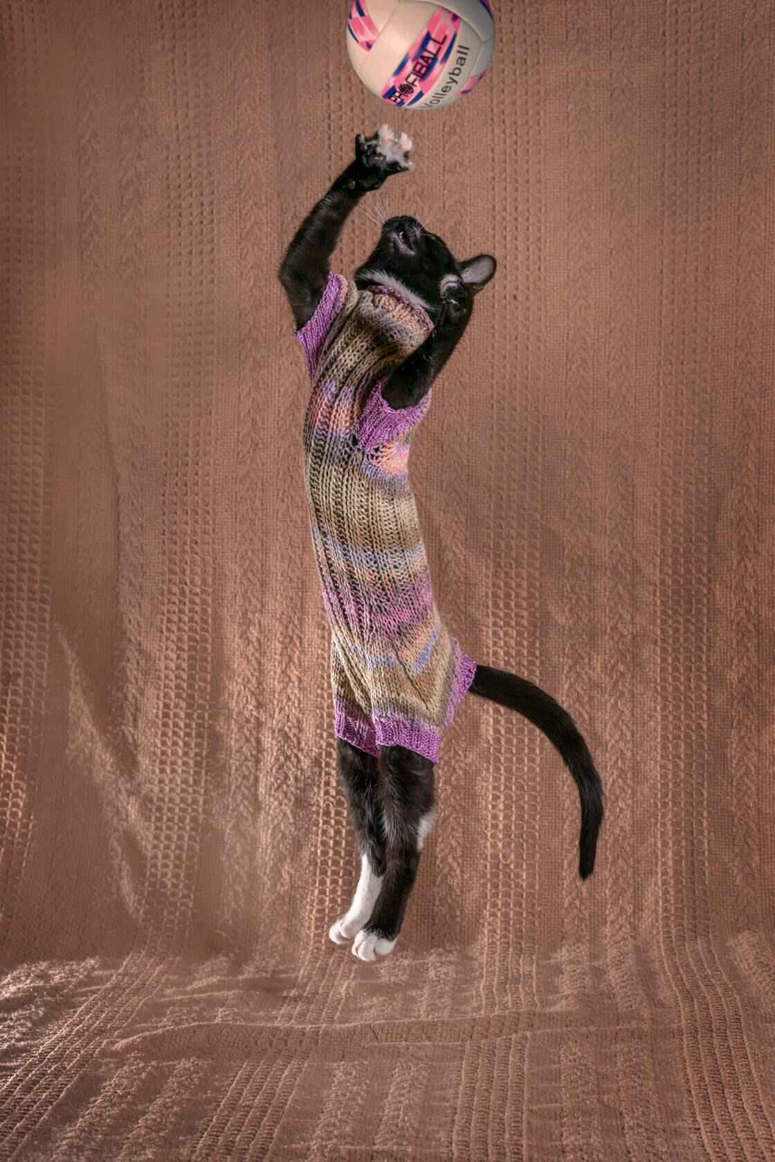 Животные. Ваш личный фотограф Марина Волкова