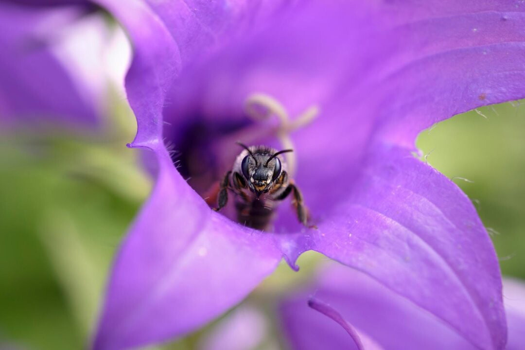 Макросъёмка. Ваш личный фотограф Марина Волкова