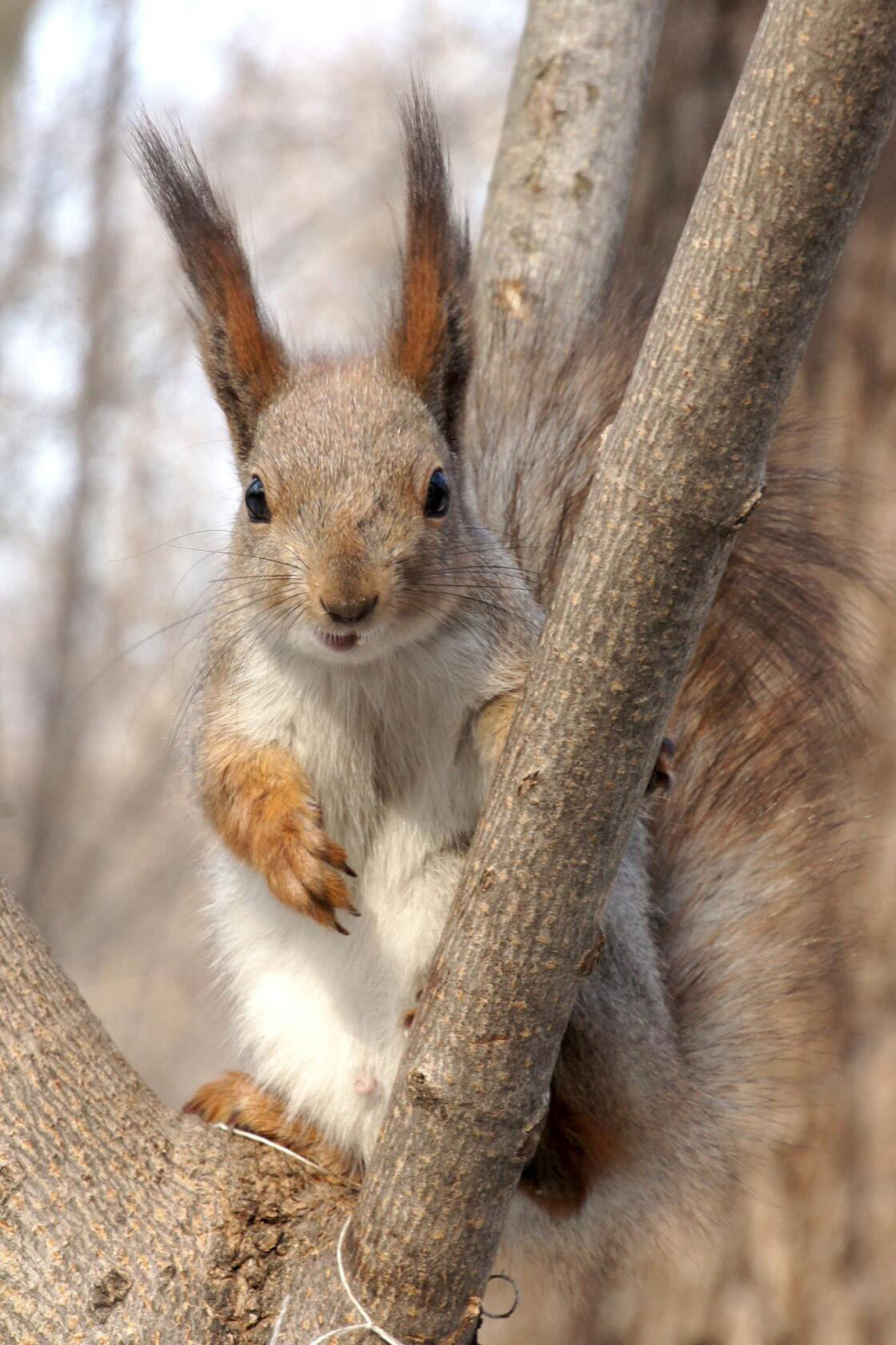 Животные. Ваш личный фотограф Марина Волкова