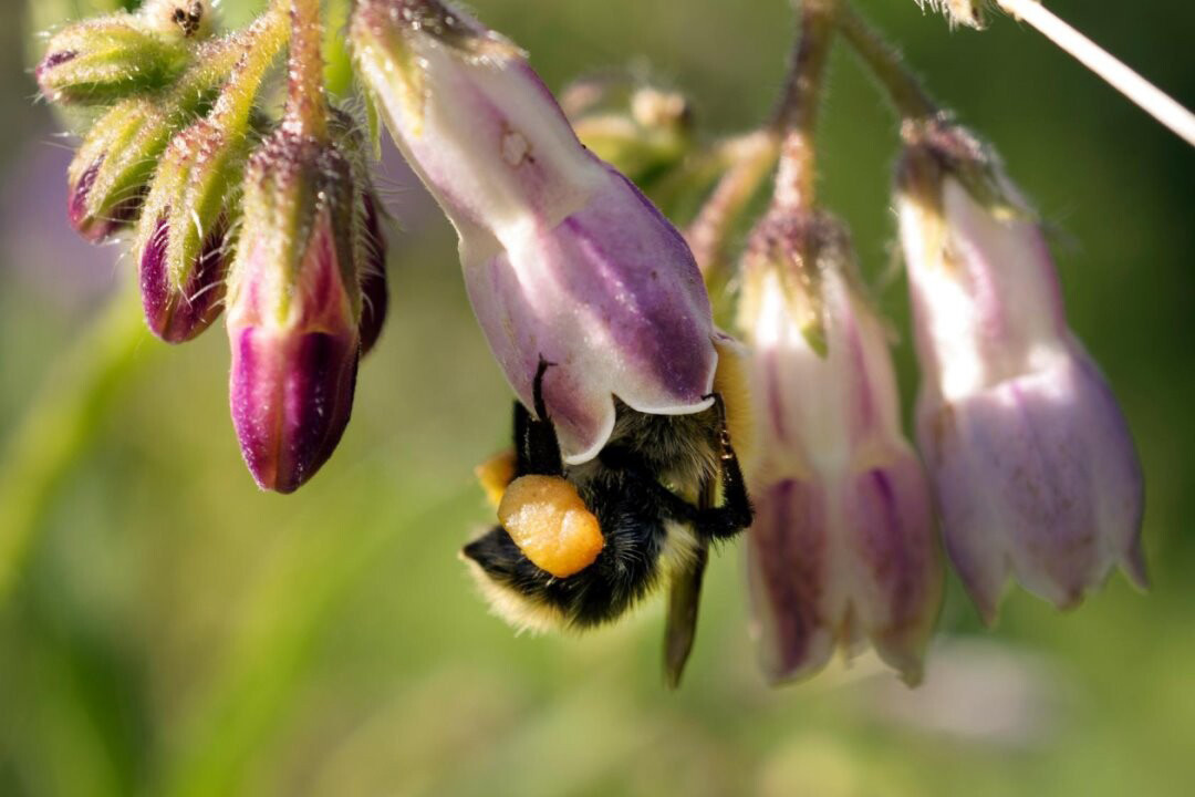 Цветы. Ваш личный фотограф Марина Волкова