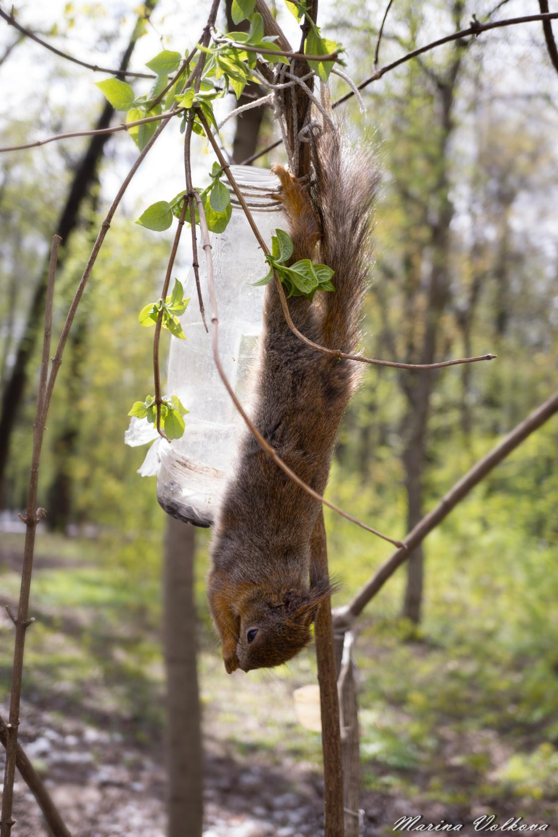 Животные. Ваш личный фотограф Марина Волкова